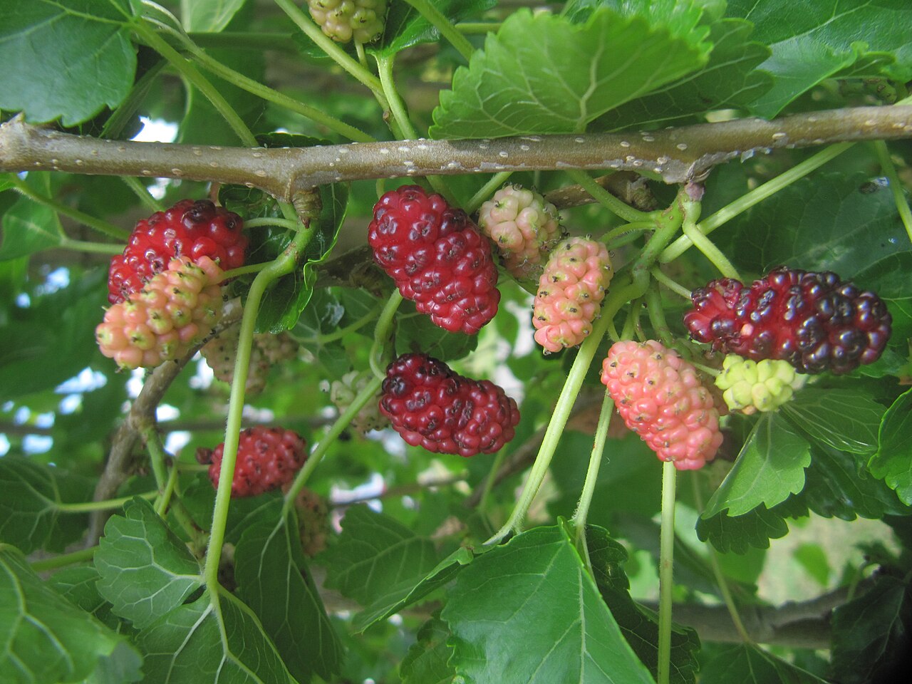 Mulberry Tree — photo: ИринаЯ, CC0, via Wikimedia Commons