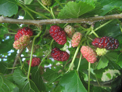 Mulberry Tree — photo: ИринаЯ, CC0, via Wikimedia Commons