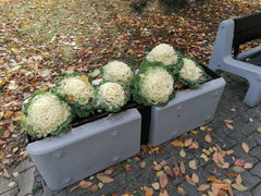 Ornamental Kale — Wade Greens, Lineville Alabama