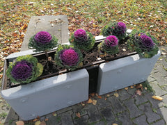 Ornamental Kale — Wade Greens, Lineville Alabama