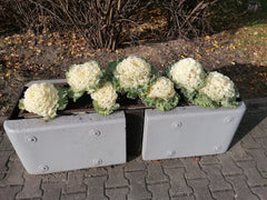 Ornamental Kale — Wade Greens, Lineville Alabama