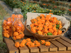 Habaneros - Wade Greens, Lineville Alabama