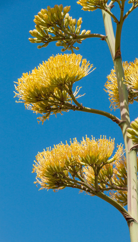 Agave - Wade Greens, Lineville Alabama