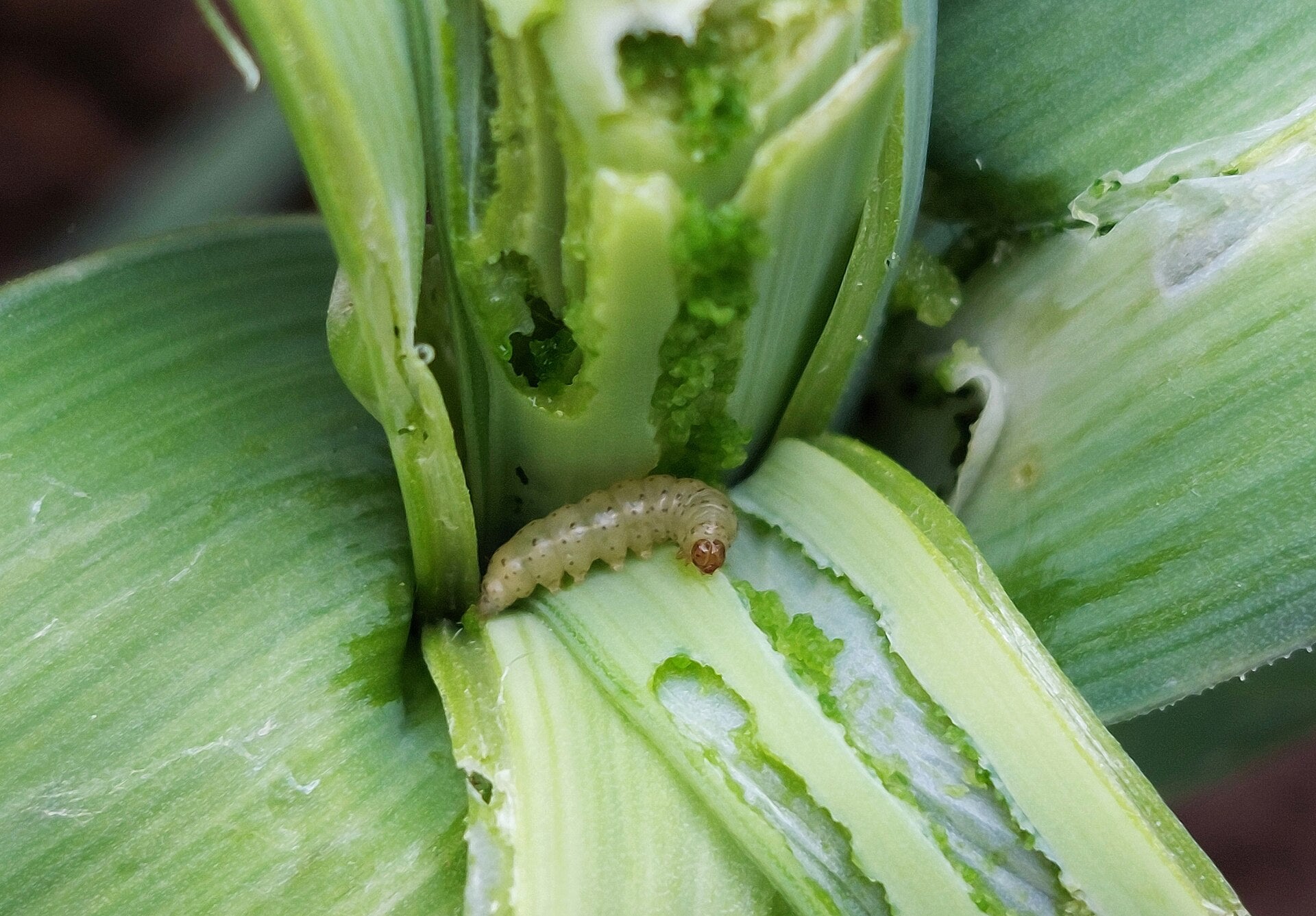 Leek — Wade Greens, Lineville Alabama