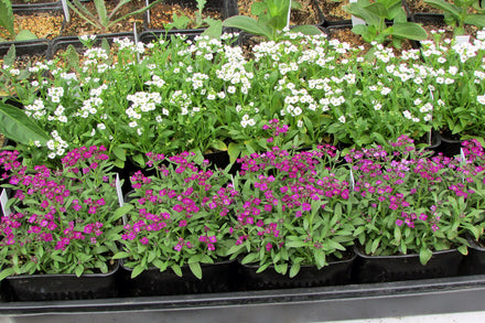 Sweet Alyssum - Live Plant