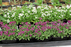 Sweet Alyssum — live plant from Wade Greens