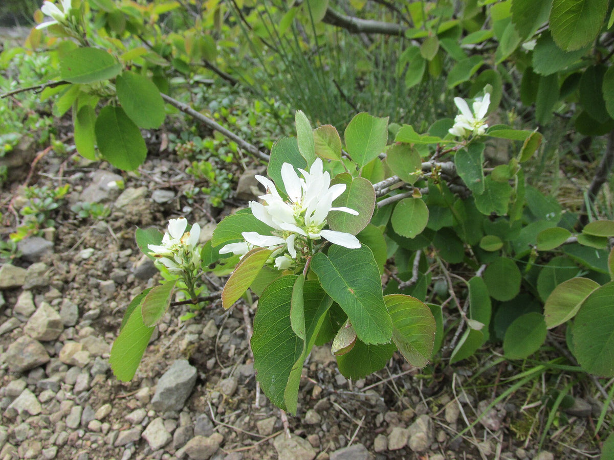 Growing Zone 4