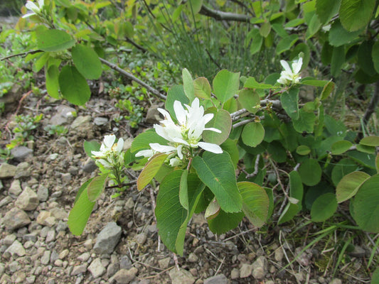Serviceberry Sapling - Wade Greens, Lineville Alabama