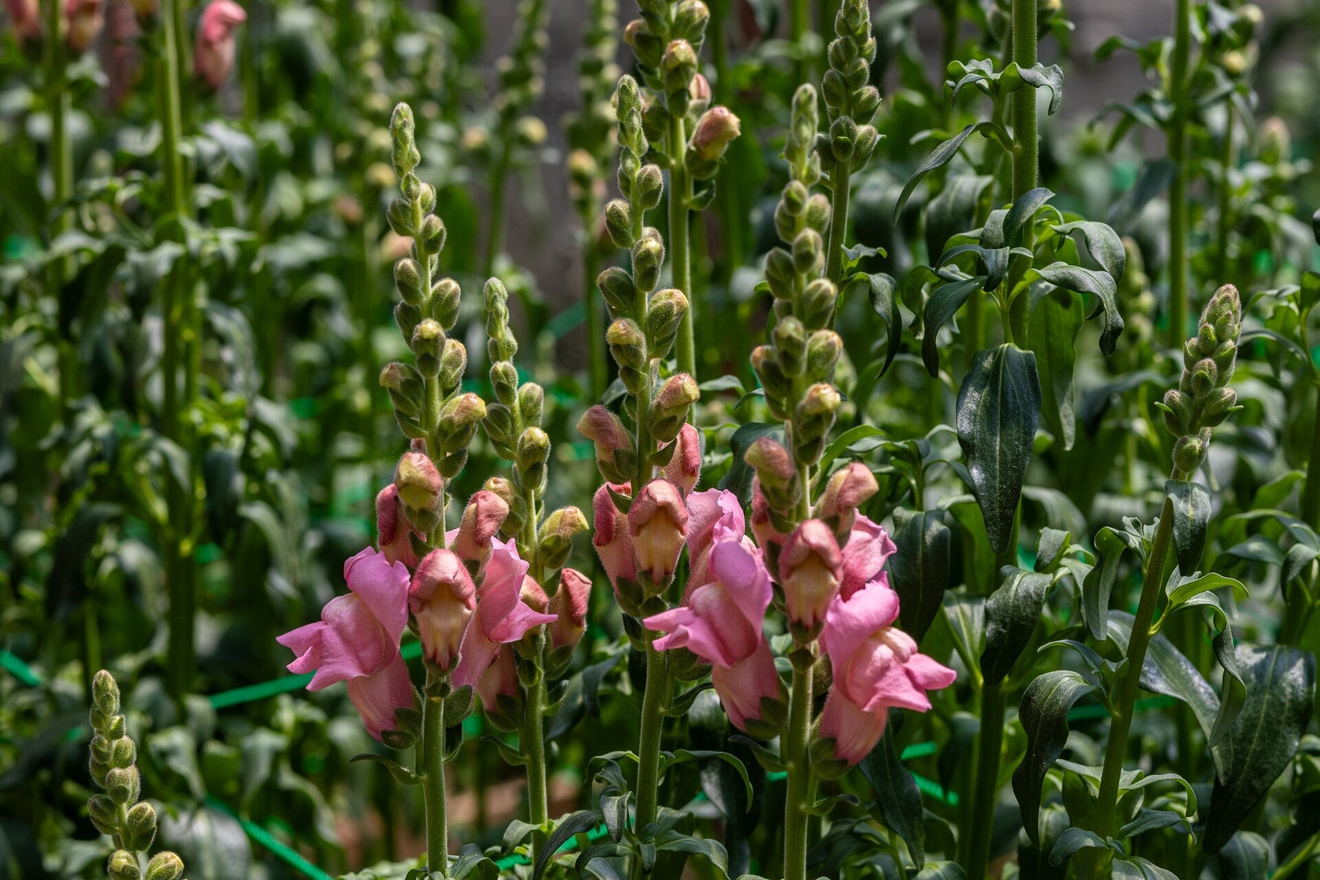 Snapdragon (Antirrhinum majus) — live plant from Wade Greens