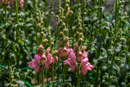 Snapdragon - Live Plant