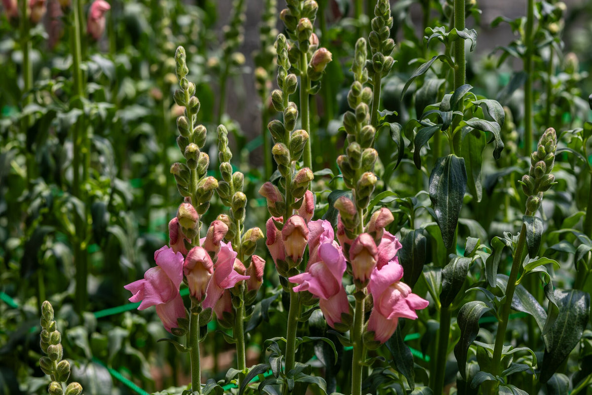 Snapdragon (Antirrhinum majus) — live plant from Wade Greens