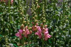 Snapdragon (Antirrhinum majus) — live plant from Wade Greens
