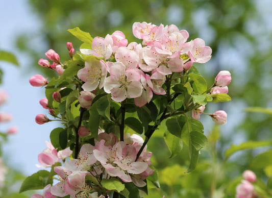Dwarf Apple Tree Sapling - Wade Greens, Lineville Alabama