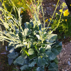 Turnip — Wade Greens, Lineville Alabama