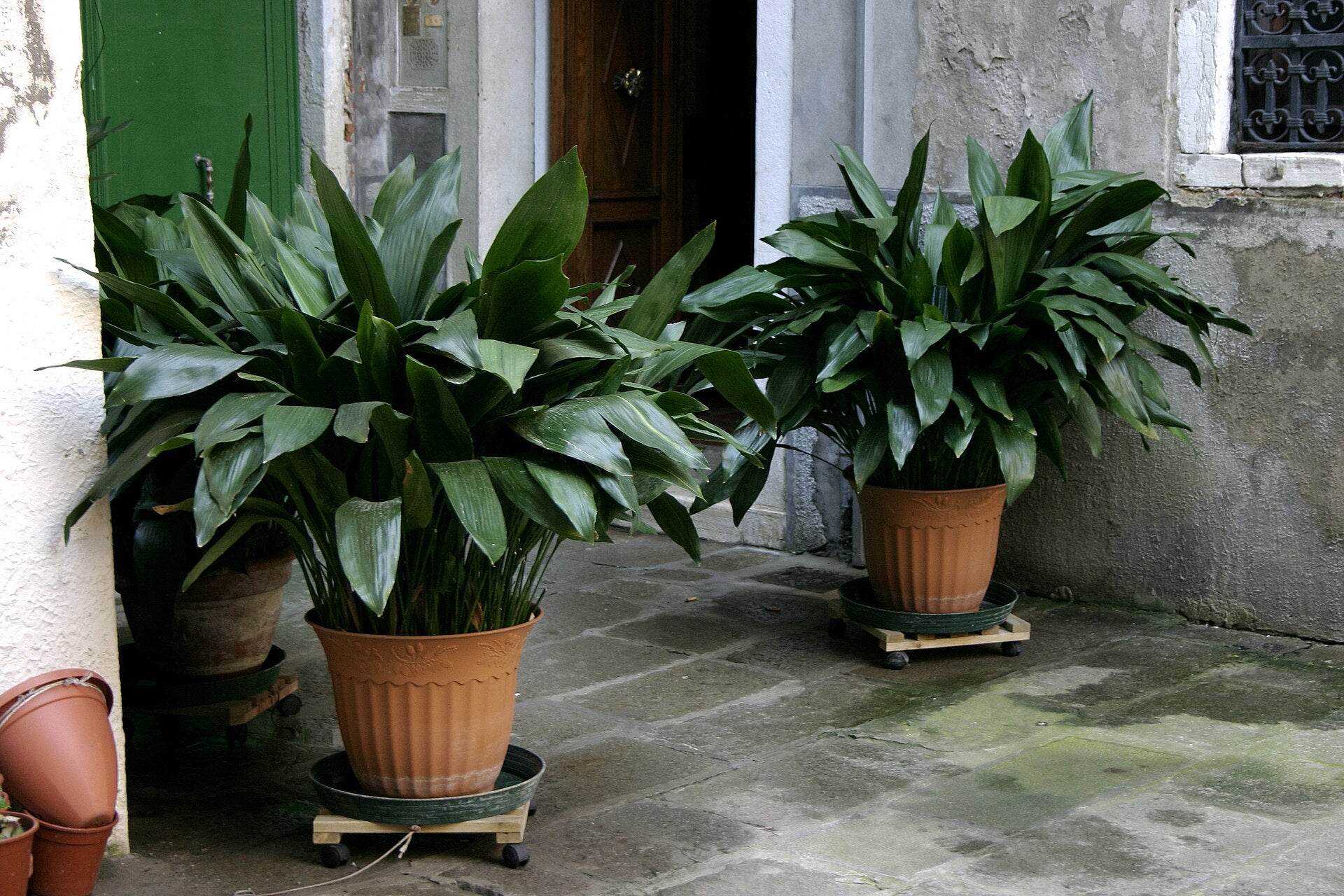 Cast Iron Plant (Aspidistra) — live plant from Wade Greens