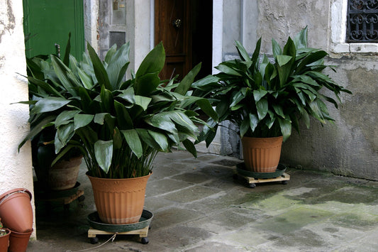 Cast Iron Plant (Aspidistra) - live plant from Wade Greens