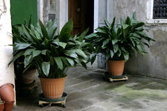 Cast Iron Plant (Aspidistra) — live plant from Wade Greens
