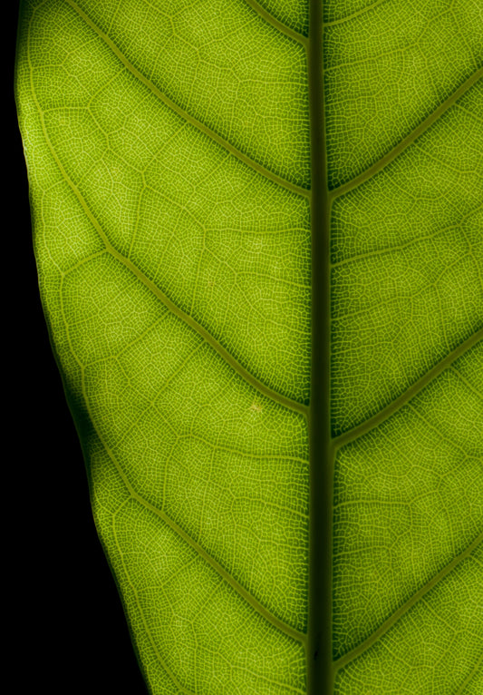 Rubber Plant - Wade Greens, Lineville Alabama