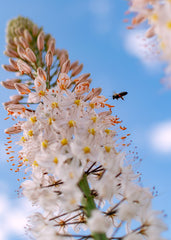 Eremurus — Wade Greens, Lineville Alabama