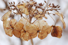 Hydrangea Shrub — Wade Greens, Lineville Alabama