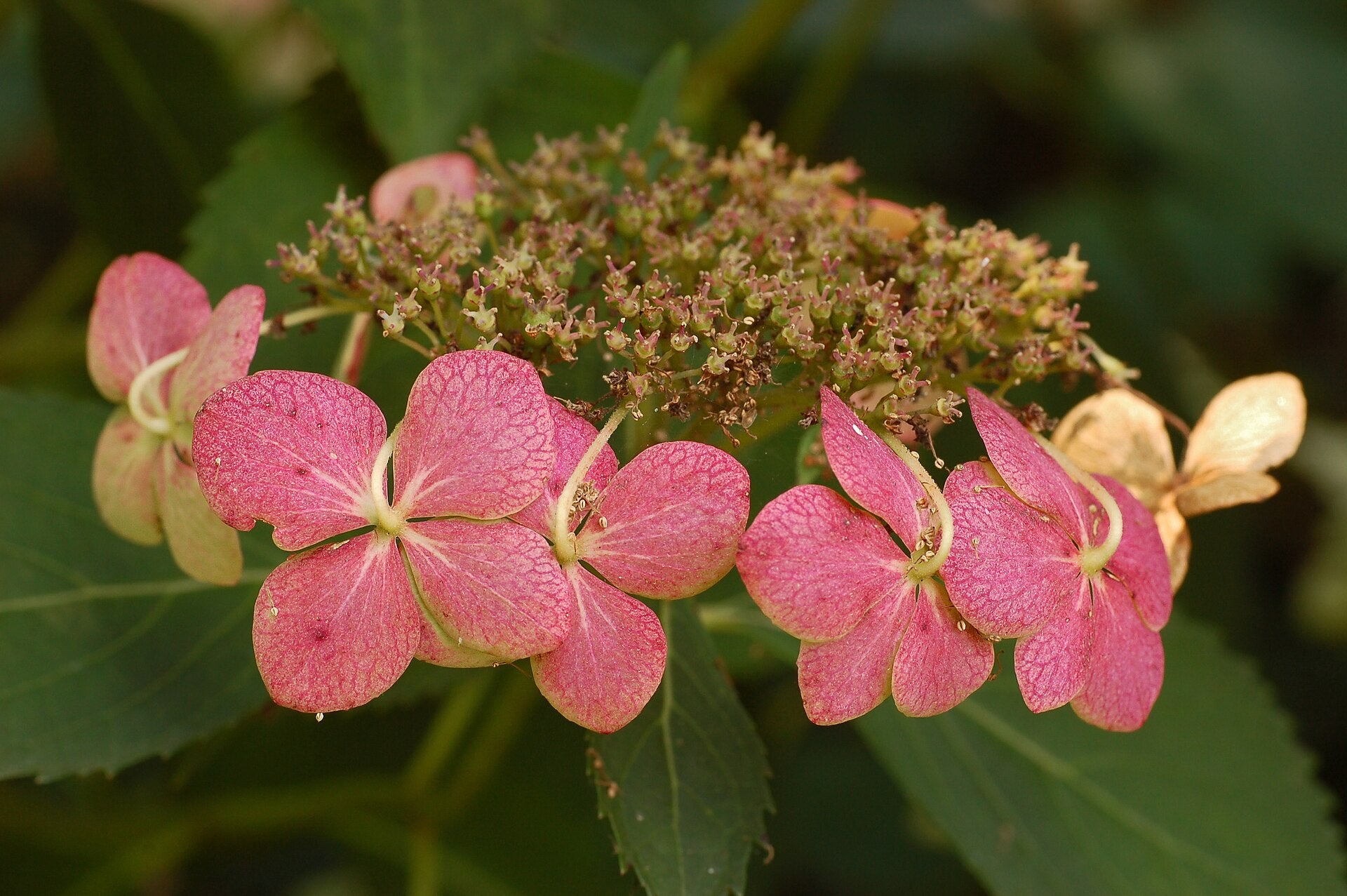 Hydrangea Shrub — Wade Greens, Lineville Alabama