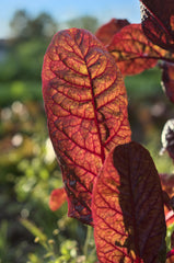 Ornamental Swiss Chard — Wade Greens, Lineville Alabama