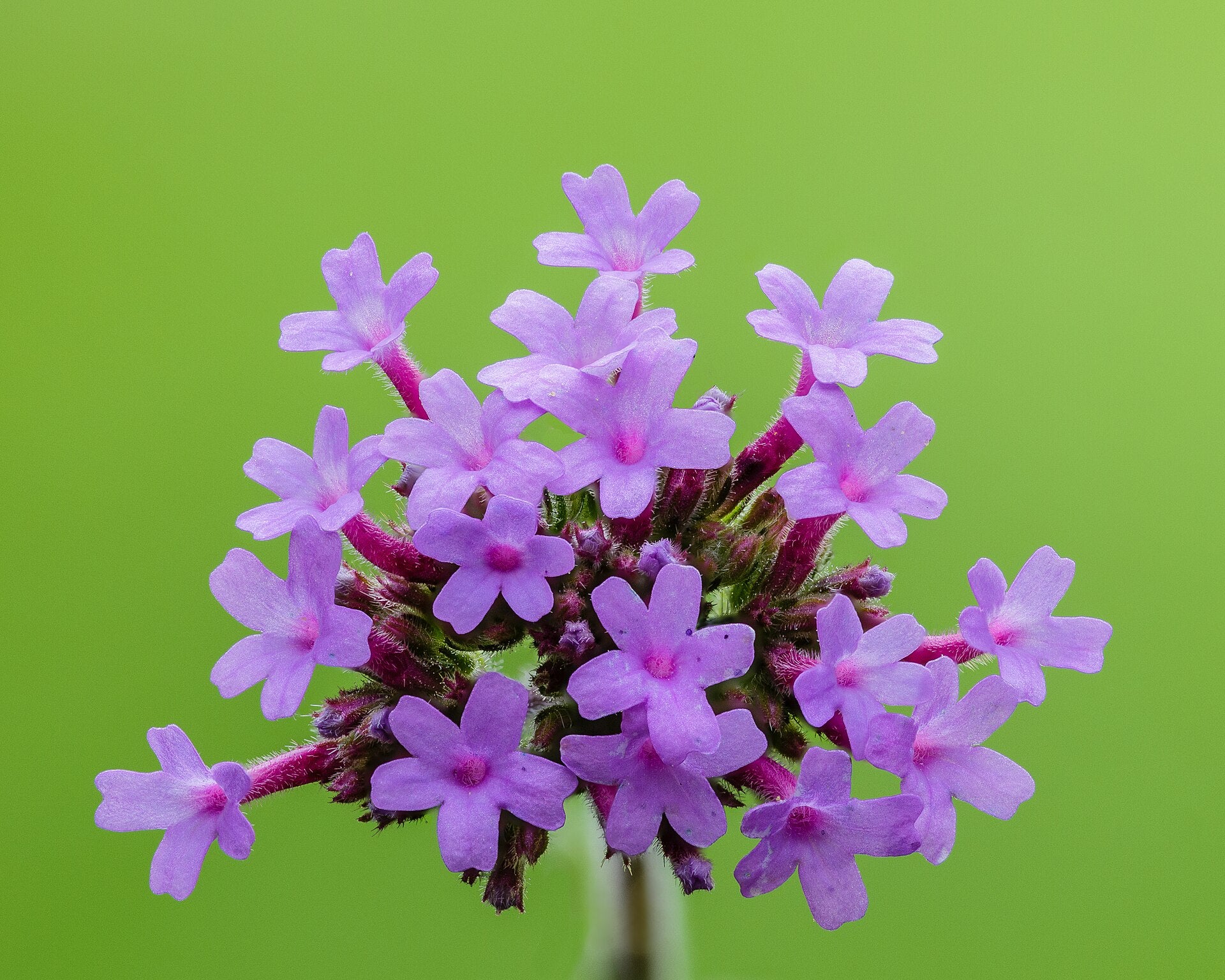 Verbena — Wade Greens, Lineville Alabama