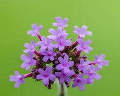Verbena — Wade Greens, Lineville Alabama