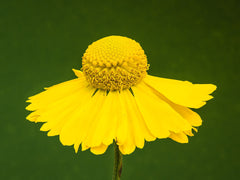 Helenium — Wade Greens, Lineville Alabama