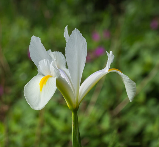 Dutch Iris Bulbs - Wade Greens, Lineville Alabama