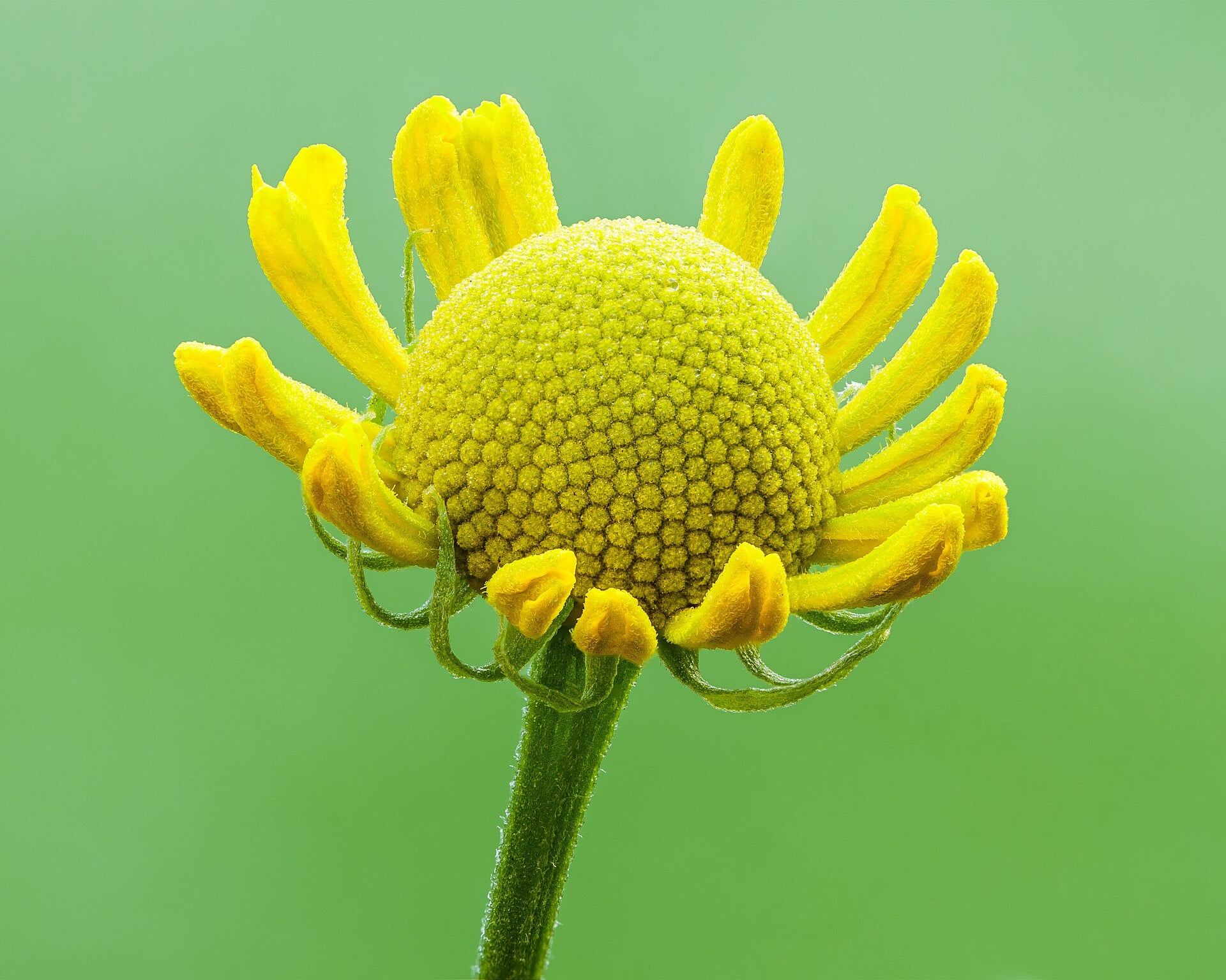 Helenium — Wade Greens, Lineville Alabama