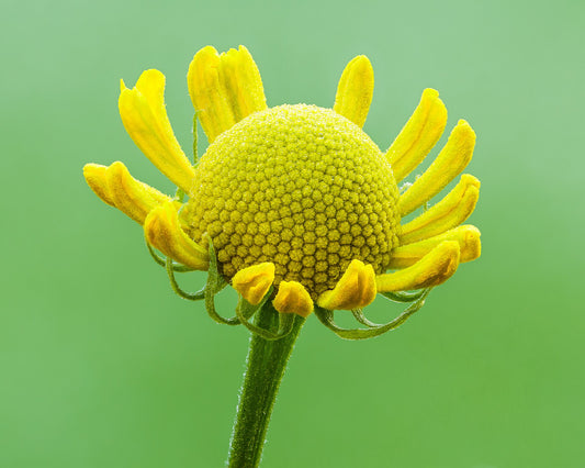 Helenium - Wade Greens, Lineville Alabama