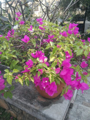 Bougainvillea (Bougainvillea) - from Wade Greens, Alabama