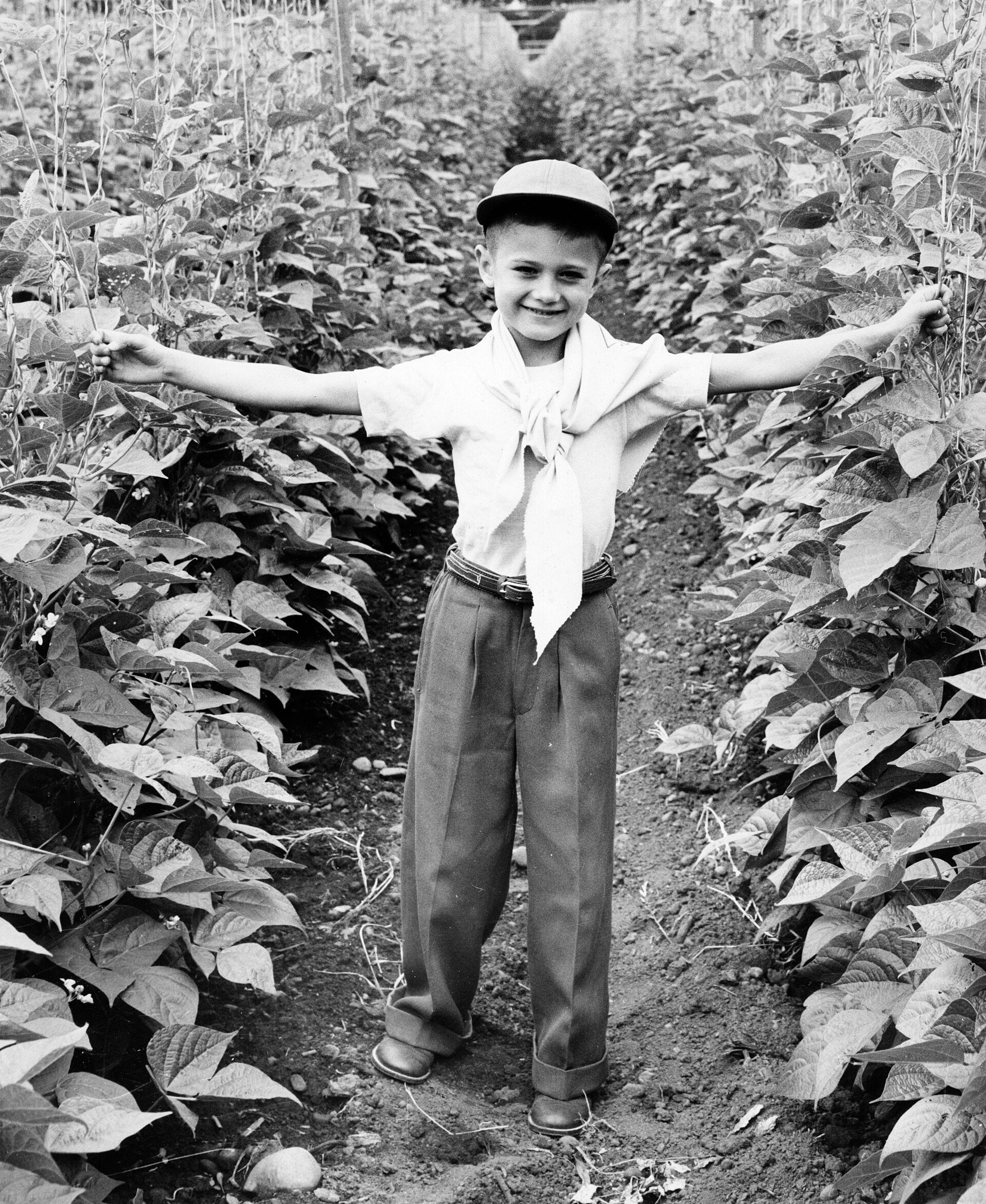 Pole Bean — Wade Greens, Lineville Alabama