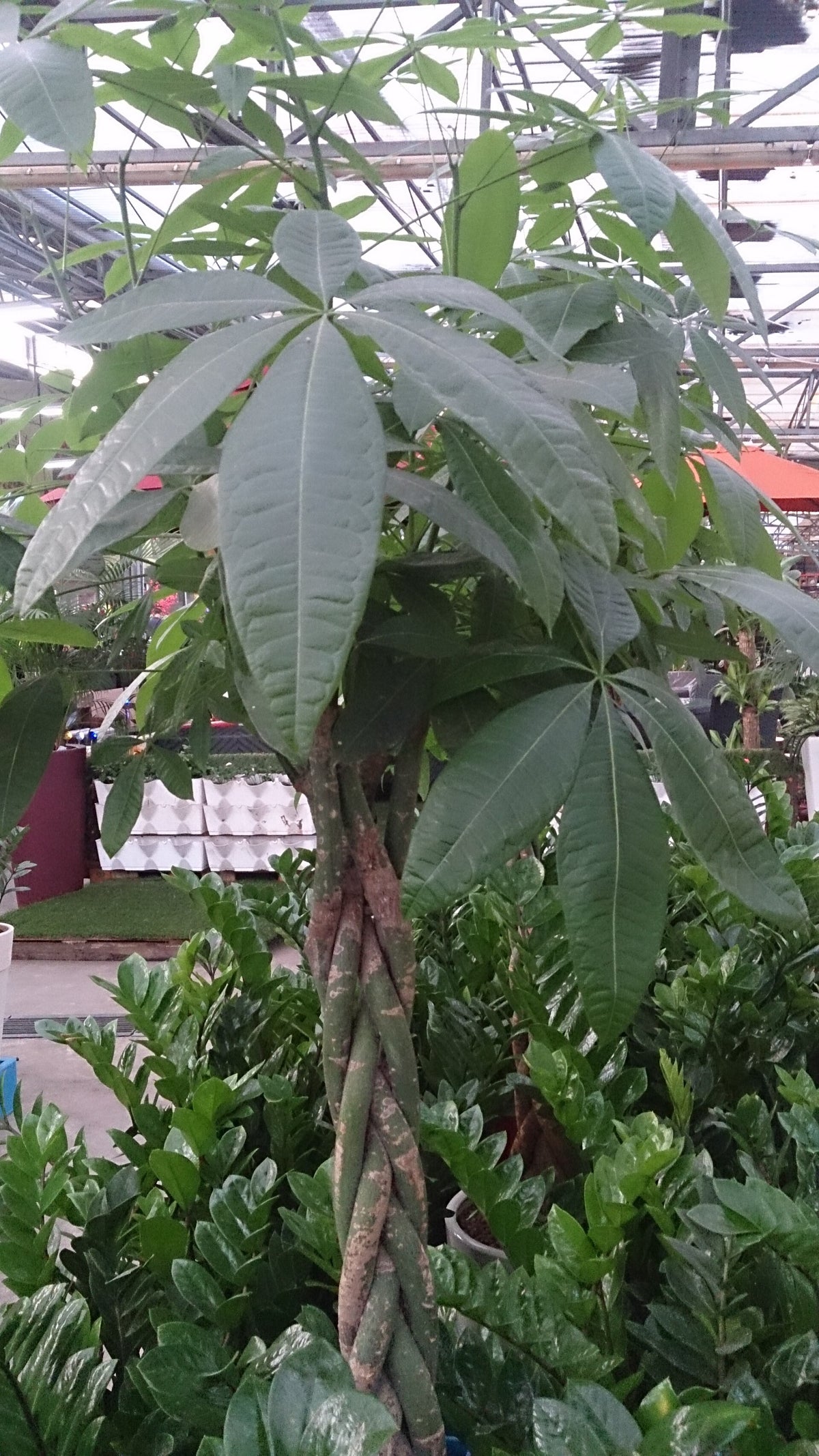 Money Tree (Pachira) — Wade Greens, Lineville Alabama