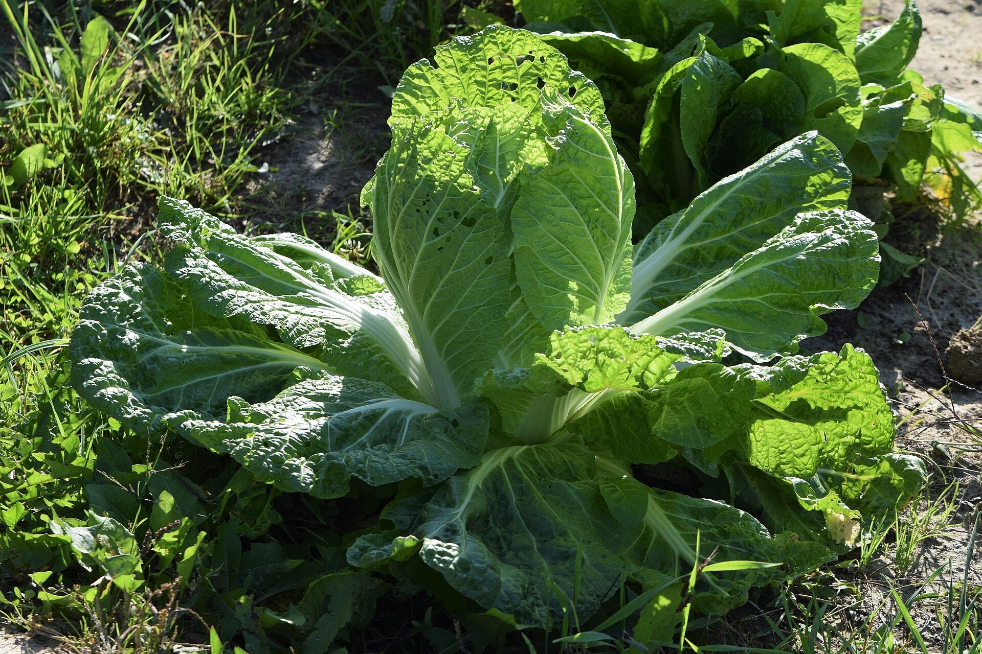 Napa Cabbage — Wade Greens, Lineville Alabama