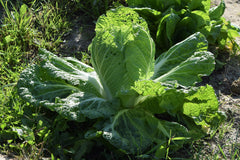 Napa Cabbage — Wade Greens, Lineville Alabama