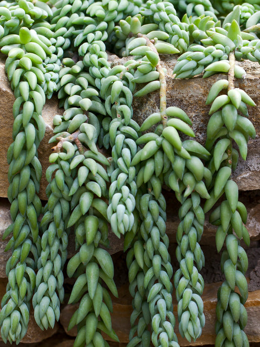 Burro's Tail - Wade Greens, Lineville Alabama