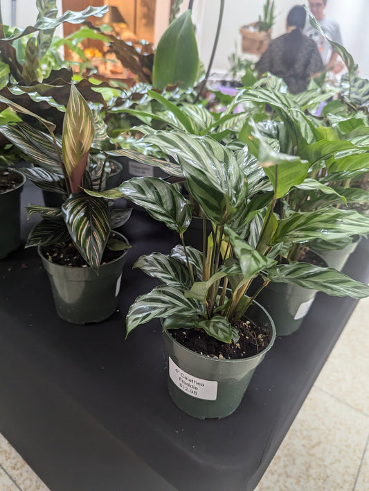 Calathea - Wade Greens, Lineville Alabama