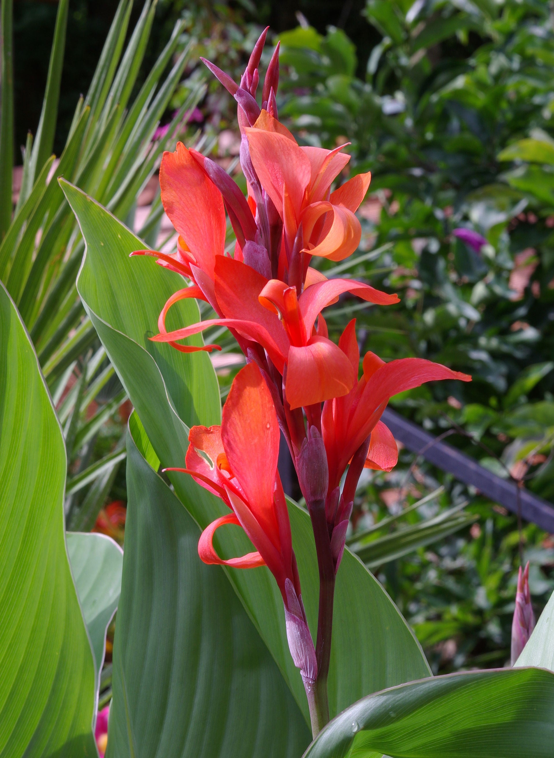 Canna Lily Rhizome - Wade Greens, Lineville Alabama