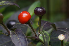 Ornamental Pepper — Wade Greens, Lineville Alabama
