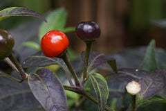 Ornamental Pepper — Wade Greens, Lineville Alabama