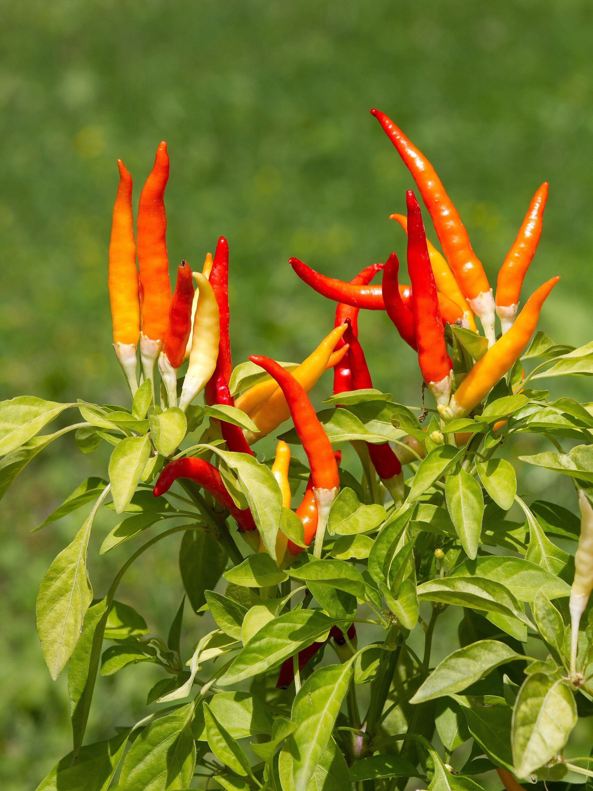 Hot Pepper — Wade Greens, Lineville Alabama