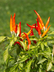 Hot Pepper — Wade Greens, Lineville Alabama