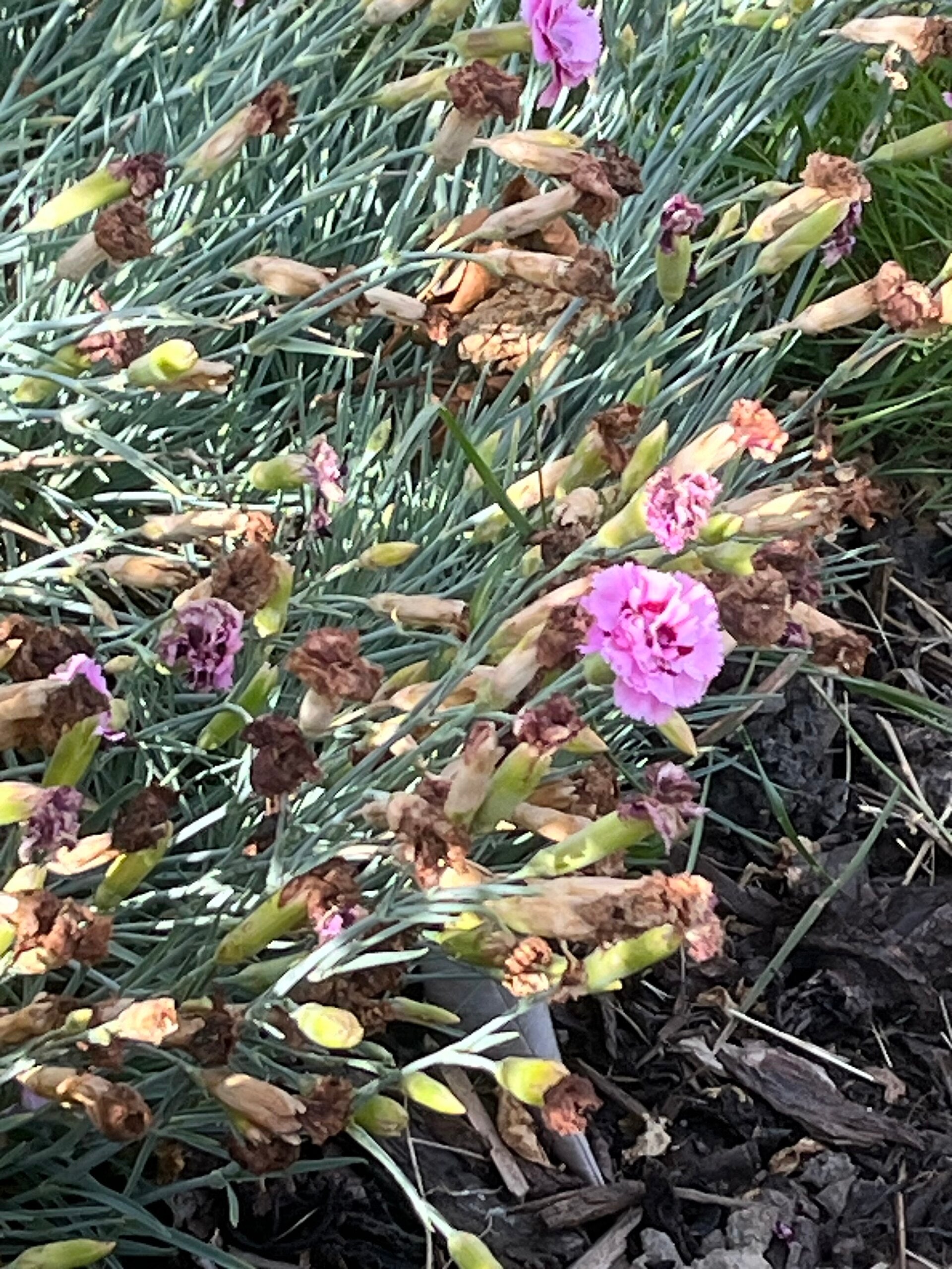 Carnations - Wade Greens, Lineville Alabama