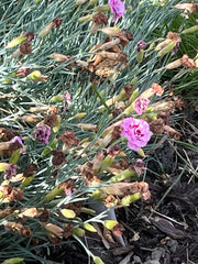 Carnations - Wade Greens, Lineville Alabama