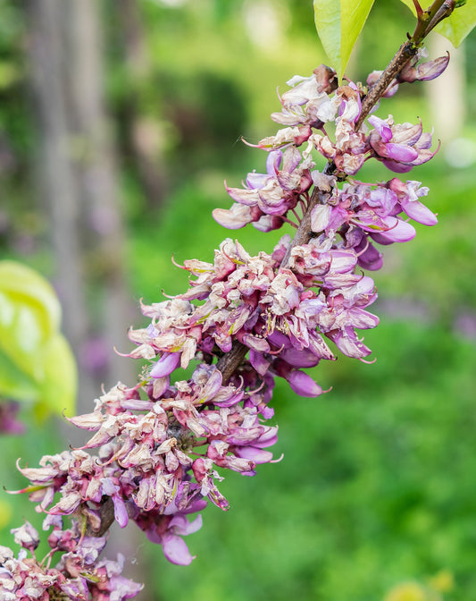Eastern Redbud Sapling - Wade Greens, Lineville Alabama