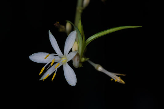 Spider Plant - Wade Greens, Lineville Alabama