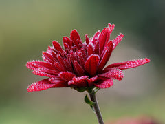 Garden Mums — Wade Greens, Lineville Alabama