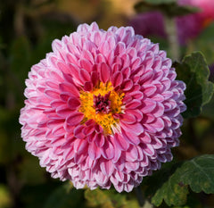 Garden Mums — Wade Greens, Lineville Alabama